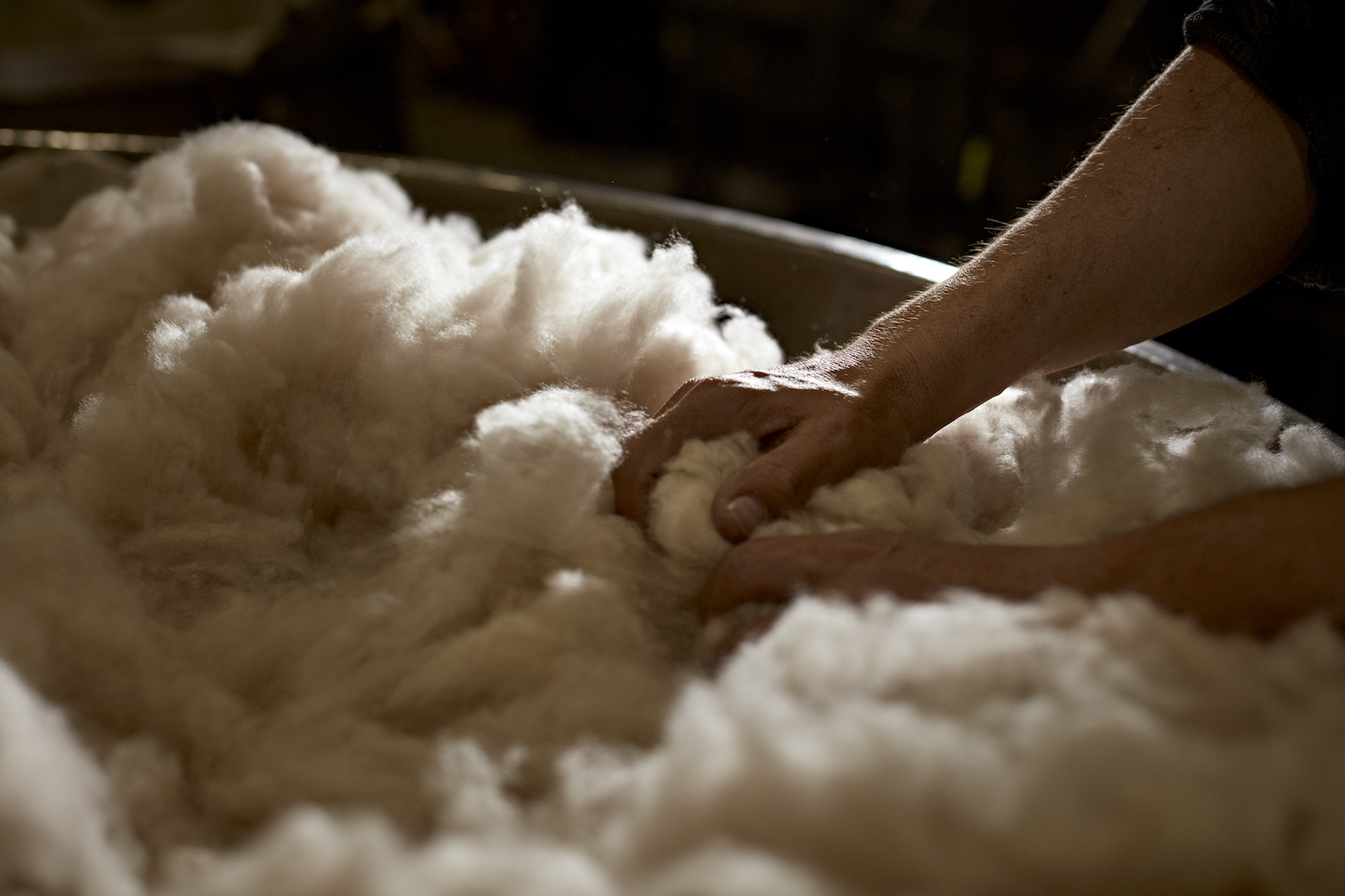 Johnstons of Elgin purchases most of its Cashmere from sources certified by the Sustainable Fibre Alliance and by 2024 aims to buy 100% of its fibre from SFA-certified sources. © Johnstons of Elgin