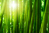 Bamboo Stem