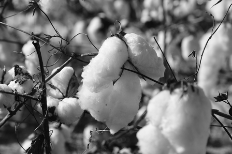 New GOTS Rules in Place Regarding Cotton Fibres and Ginning