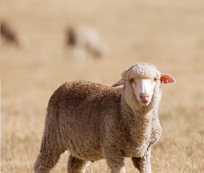 Four Paws launches guidebook on mulesed wool