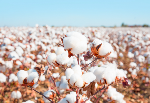 1000 grower milestone reached on World Cotton Day