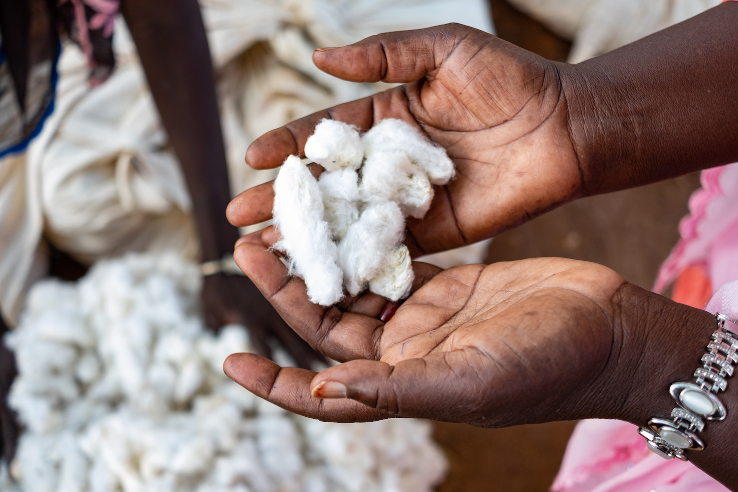 Egyptian Cotton Farmers To Receive Training and Support on How to Grow  Egyptian Cotton More Sustainably